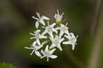 Dwarf ginseng